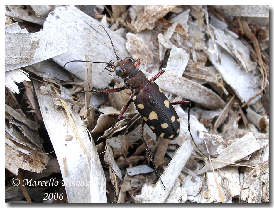 Omaggio alla pi bella cicindela di Sicilia: Calomera lugens